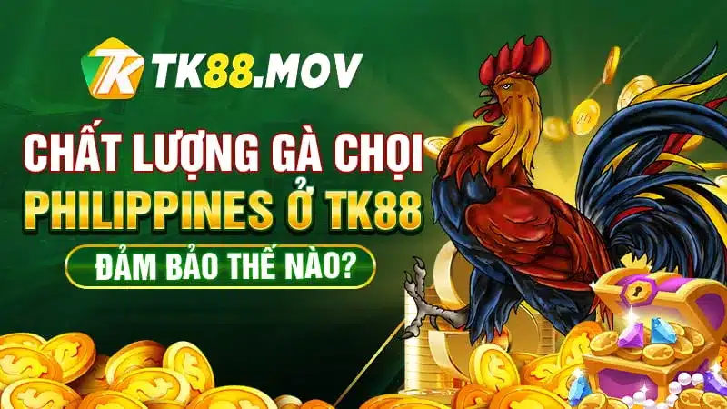 Chất lương gà chọi Philippines tại TK88 luôn được đảm bảo tốt nhất