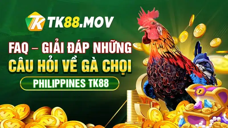 Giải đáp các câu hỏi về gà chọi Philippines TK88